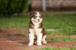Nearby Siberian Husky | Copper & White Color With Blue Eye