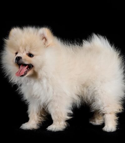 Nearby Culture Pom Puppy | White Color