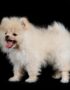 Nearby Culture Pom Puppy | White Color