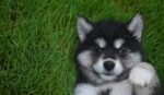Nearby Siberian Husky | Black & White Color With Blue Eye