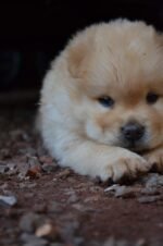 Nearby Chow Chow Puppy | Cream Color