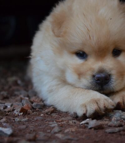 Nearby Chow Chow Puppy | Cream Color