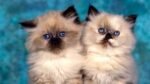 Himalayan Cats & Kittens