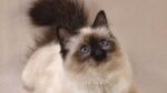 Himalayan Cats & Kittens