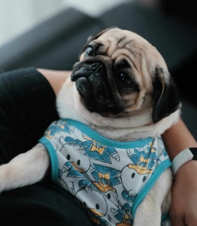 Nearby Pug Puppy | Fawn Color