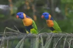Red collared Lorikeet