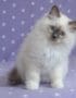 Ragdoll Cats & Kittens