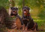 Nearby Rottweiler Puppy