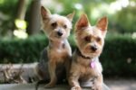 Nearby Yorkshire Terrier Puppy