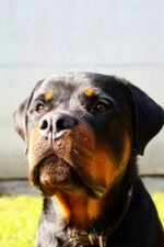 Nearby Rottweiler Puppy