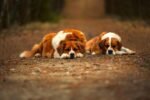 Nearby Saint Bernard Puppy