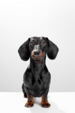 Nearby Dachshund Puppy | Black & Tan Color