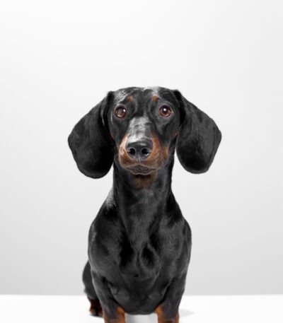 Nearby Dachshund Puppy | Black & Tan Color