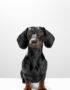 Nearby Dachshund Puppy | Black & Tan Color