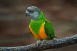 Senegal Parrot