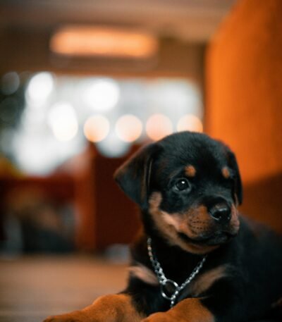 Nearby Rottweiler Puppy