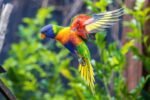 Rainbow Lorikeet