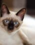 Siamese Cats & Kittens
