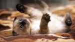 Nearby Siamese Cats & Kittens - Image 6