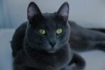 Nearby Russian Blue Cats & Kittens