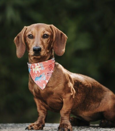 Nearby Dachshund Puppy | Chocolate & Tan