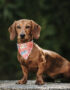 Nearby Dachshund Puppy | Chocolate & Tan