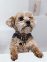 Nearby Yorkshire Terrier Puppy