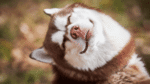 Nearby Siberian Husky | Copper & White Color With Brown Eye