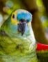 Orange Wing Amazon Parrots