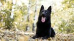 German Shepherd Puppy | Pure Black
