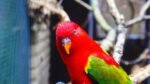 Red Lorikeet