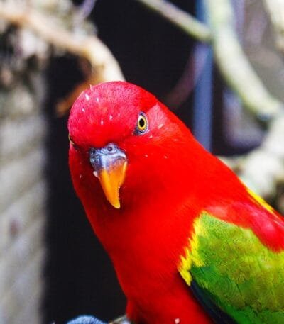 Red Lorikeet