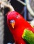 Red Lorikeet