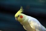 Cockatiel | Lutino