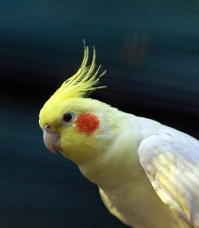 Cockatiel | Lutino