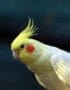 Cockatiel | Lutino
