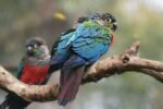 Crimson Bellied Conure