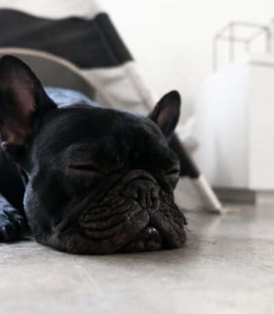 Nearby French Bulldog Puppy | Black Color