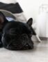 Nearby French Bulldog Puppy | Black Color