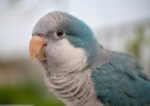 Blue Monk | Blue Quaker Parrot